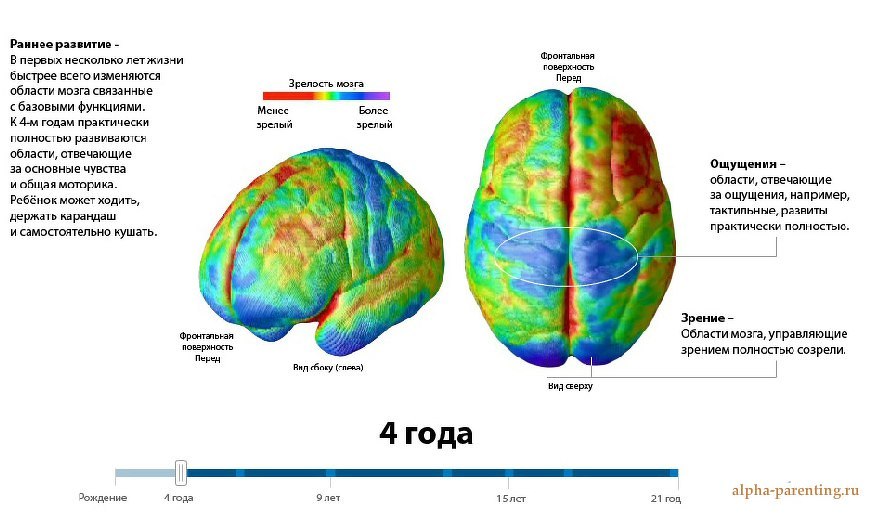 Мозг ребенка в 4 года