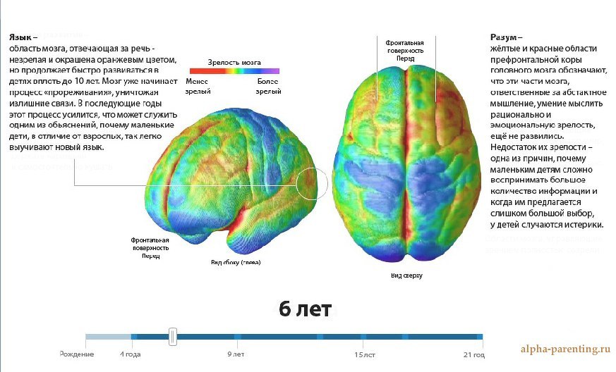 Мозг ребенка в 6 лет