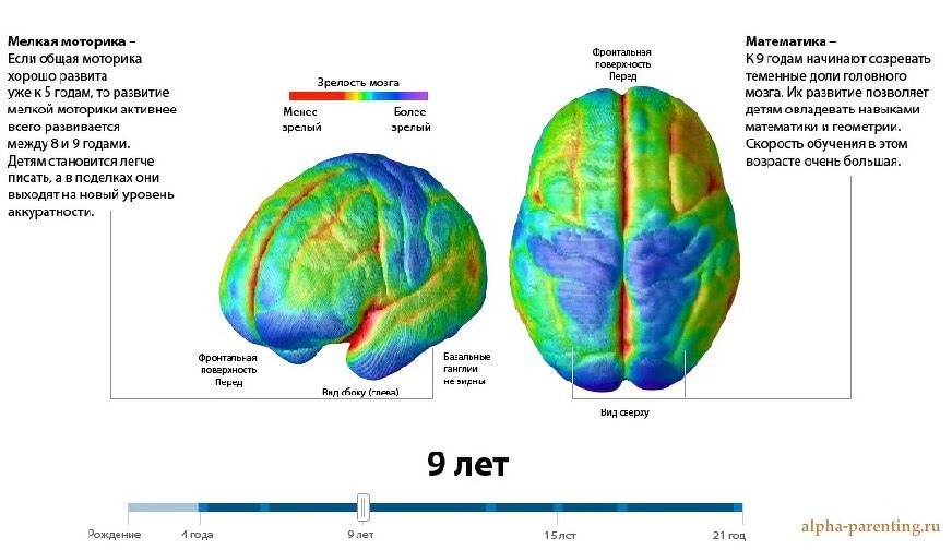Развитие мозга