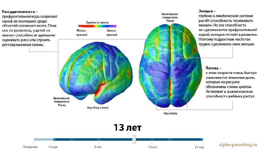 Мозг в 13 лет