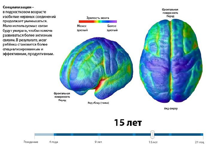 Мозг в 15 лет