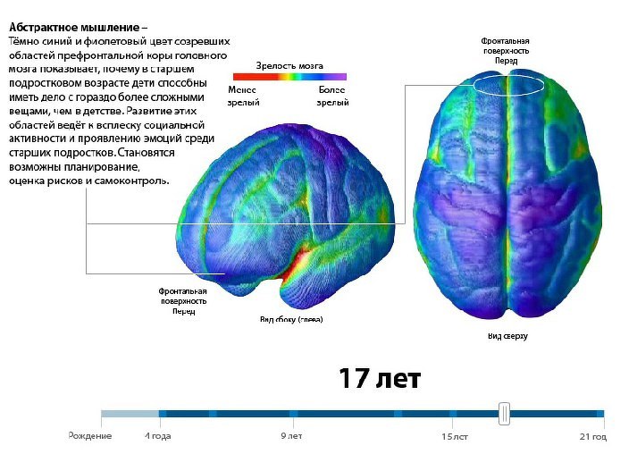 Мозг в 17 лет